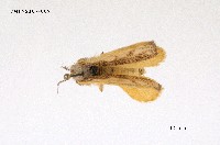 藏品(細紋黃毒蛾)的圖片